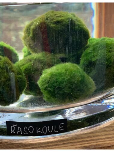 Řasokoule