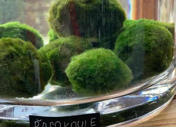 Řasokoule zelená – rozkošná vodní rostlinka