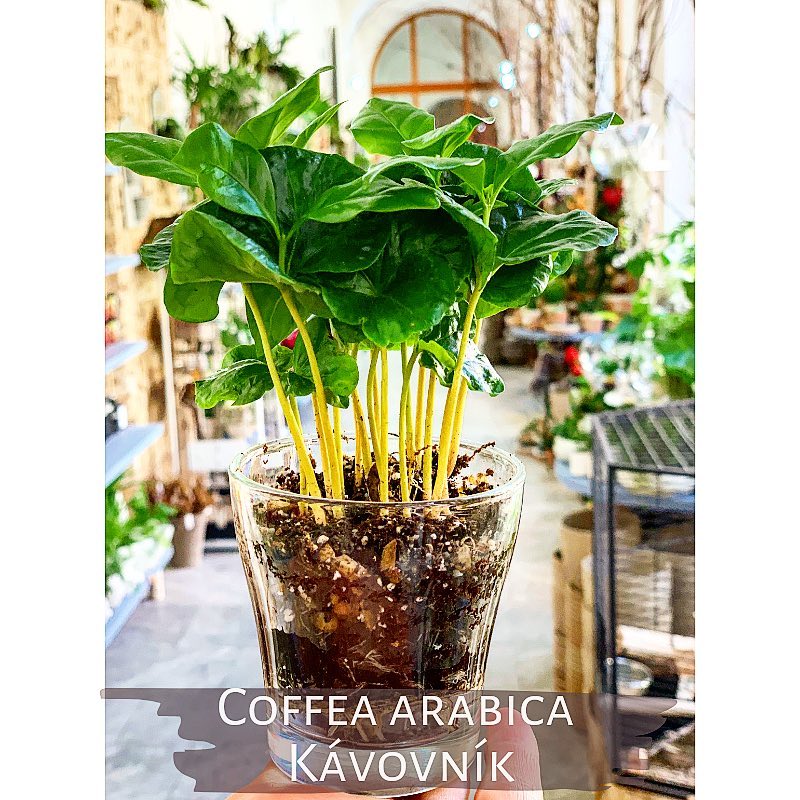 Coffea Arabica neboli Kávovník - Květinářství GALERIE Brno