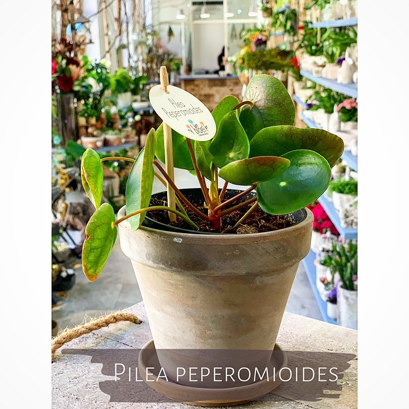 Pilea Peperomiodes - Květinářství GALERIE Brno