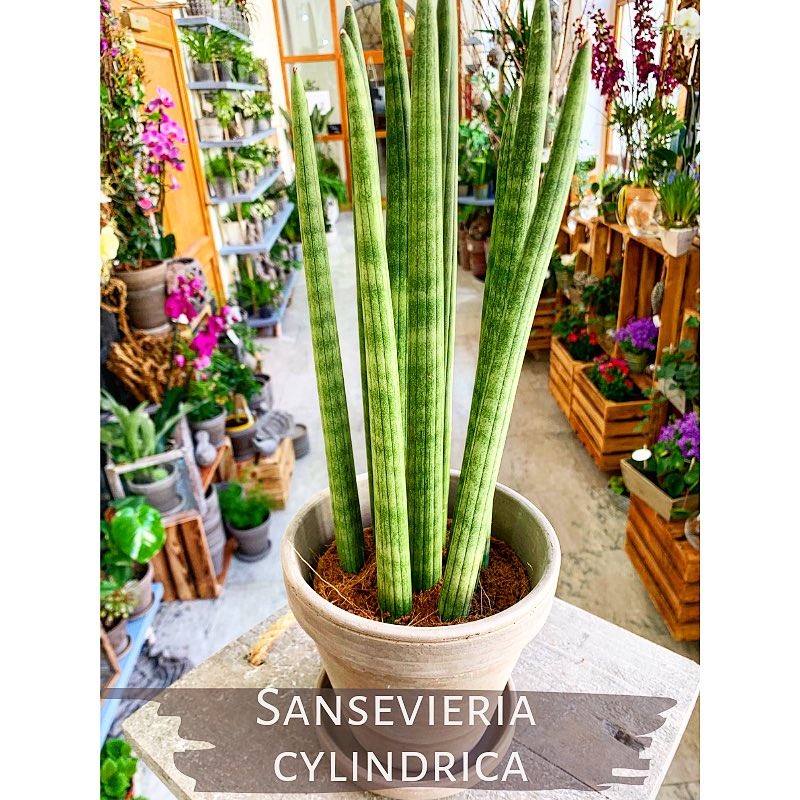 Sansevieria Cylindrica z Květinářství GALERIE Brno