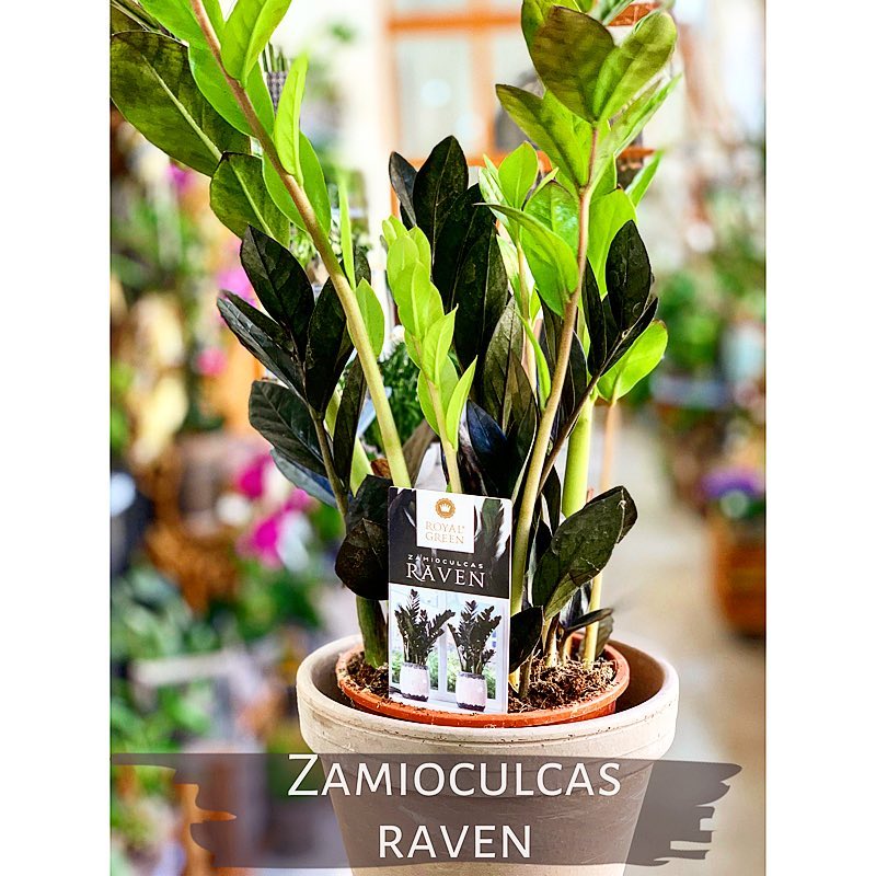 Zamioculcas Raven - Květinářství GALERIE Brno