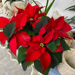 Živá vánoční růže, cesmína nebo vánoční kaktus jsou ty nejkrásnější vánoční dekorace